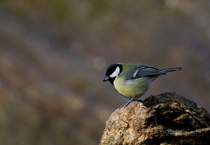 Great tit - C.jpg - Great tit - Forest of Dean